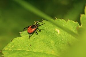 Borreliose-Carsten-Jung-Nürnberg-Heilpraktiker
